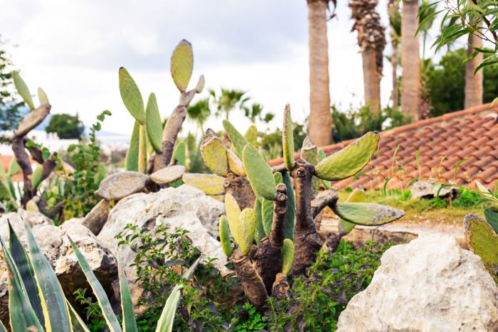 What Is Xeriscaping What Is Xeriscaping