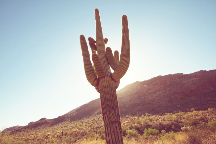 Saguaro Cactus Protection Laws Saguaro Cactus Protection Laws