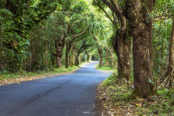 Fast Growing Shade Trees Fast Growing Shade Trees