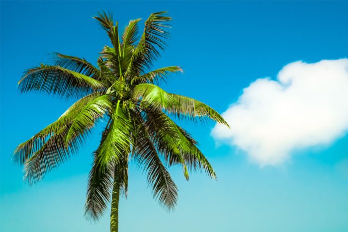 Palm Tree Maintenance