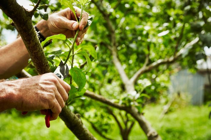 Why Trees Need Pruning Why Trees Need Pruning
