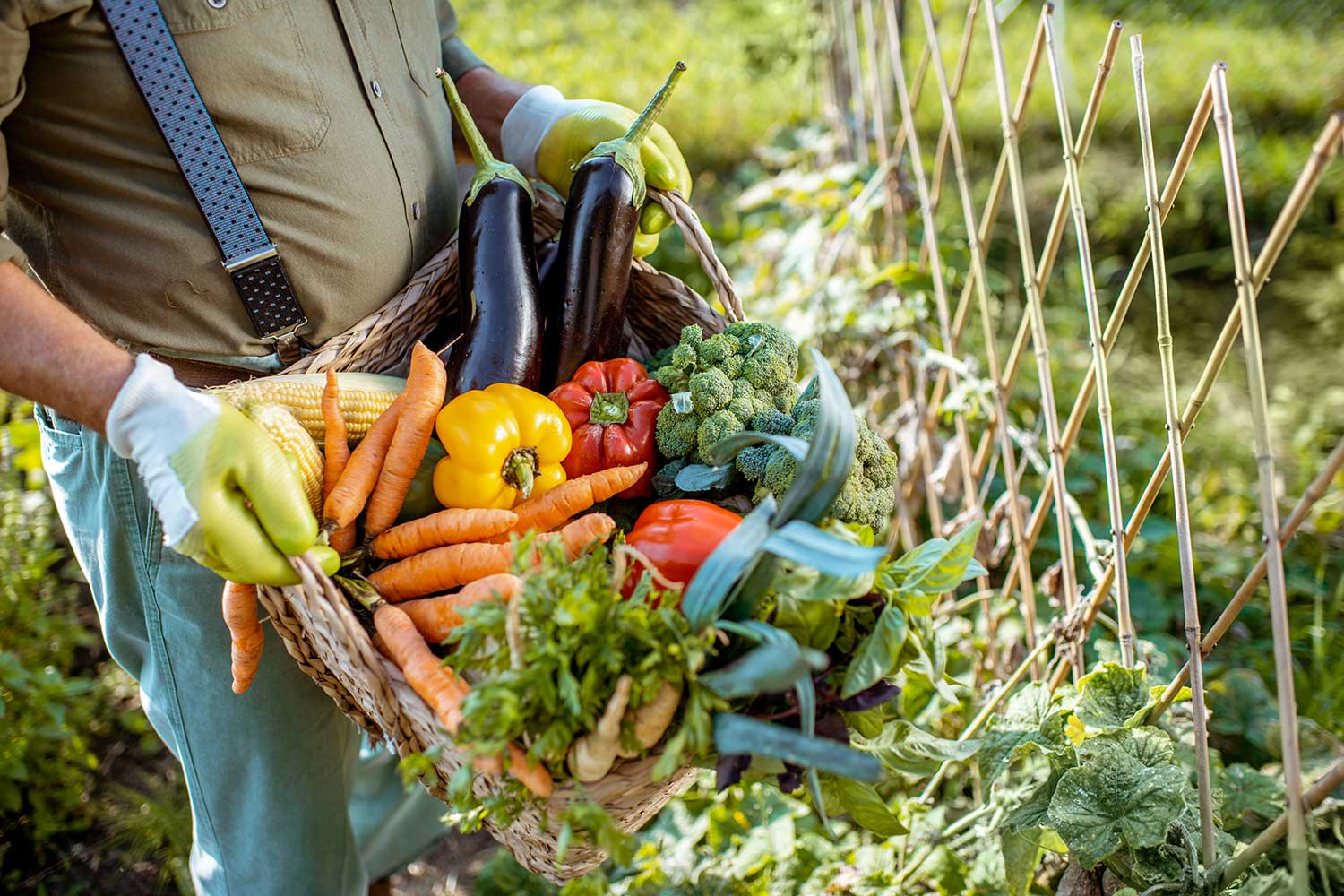 Vegetable Planting Calendar for Maricopa County, AZ Arte Verde LLC