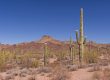 Creating A Southwestern Desert Garden