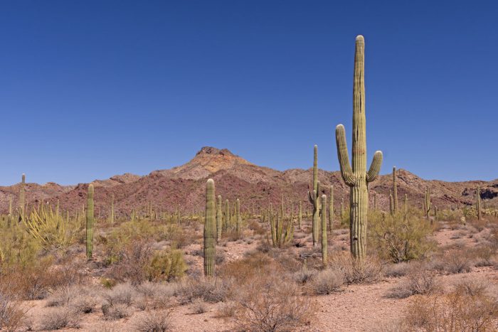 Creating A Southwestern Desert Garden Creating A Southwestern Desert Garden