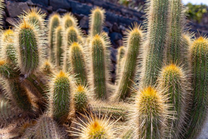 Landscaping Tips for August In Arizona Landscaping Tips for August In Arizona