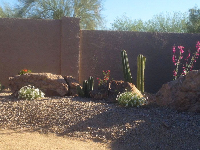 xeriscape-landscaping-in-arizona-image-015