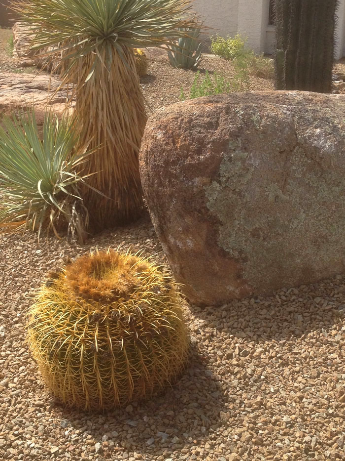 xeriscape-landscaping-in-arizona-image-017