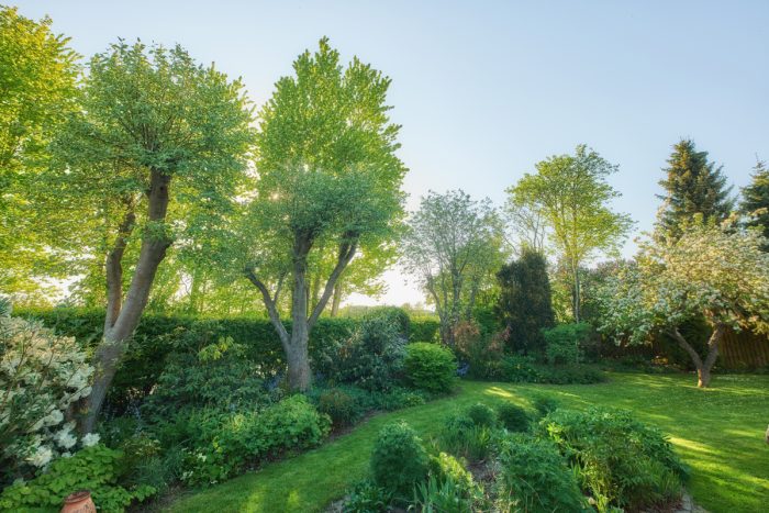 How To Kill A Tree Without Cutting It Down How To Kill A Tree Without Cutting It Down