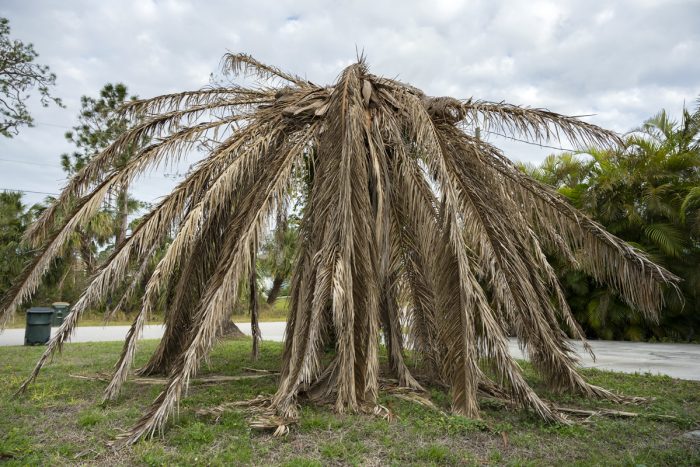 How To Revive A Dying Palm Tree How To Revive A Dying Palm Tree