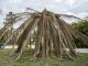 How To Revive A Dying Palm Tree