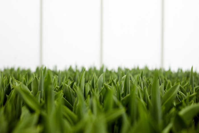 How To Seam Artificial Turf How To Seam Artificial Turf