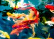 Are Koi Ponds Hard To Maintain