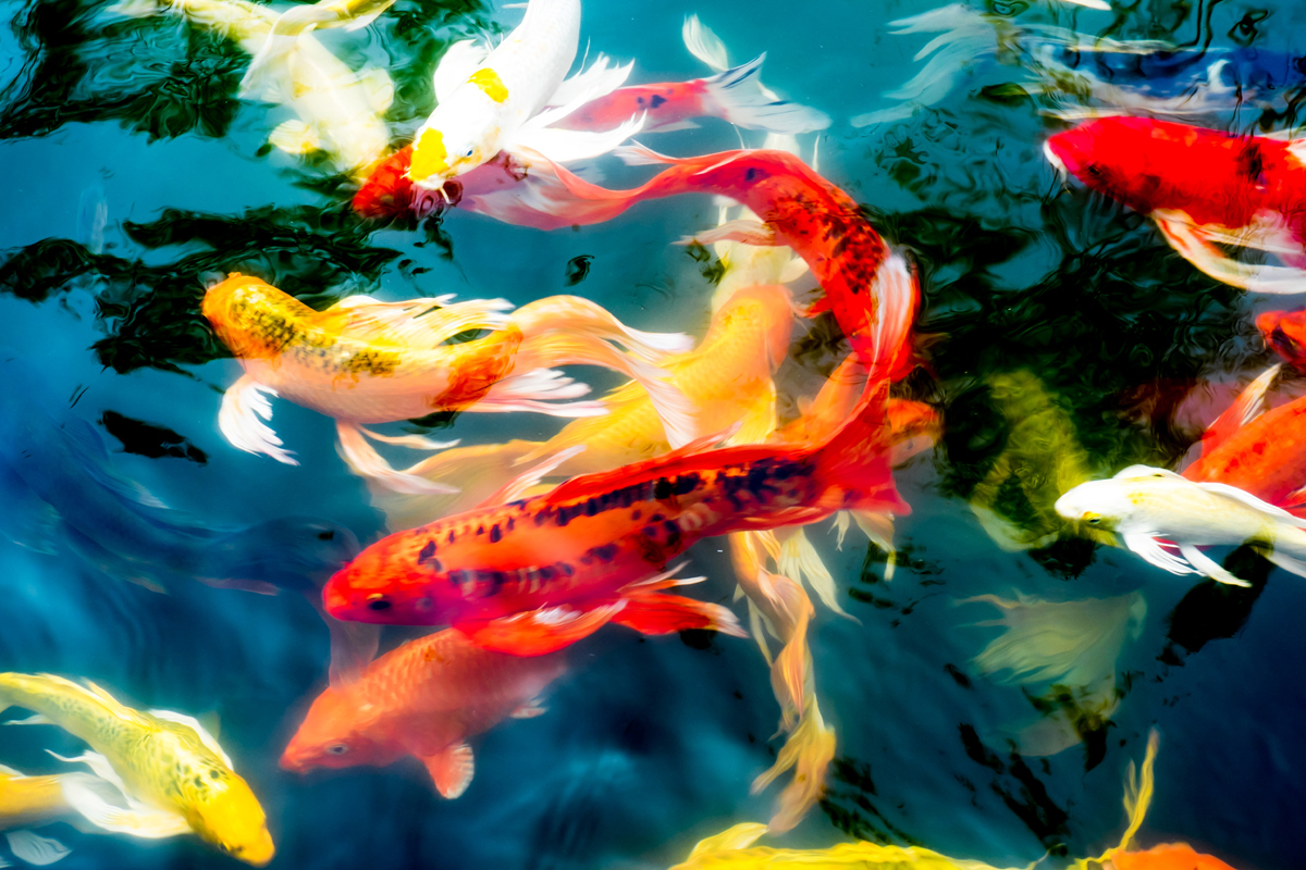 Are Koi Ponds Hard To Maintain