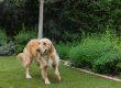 Is Artificial Turf Good For Dogs