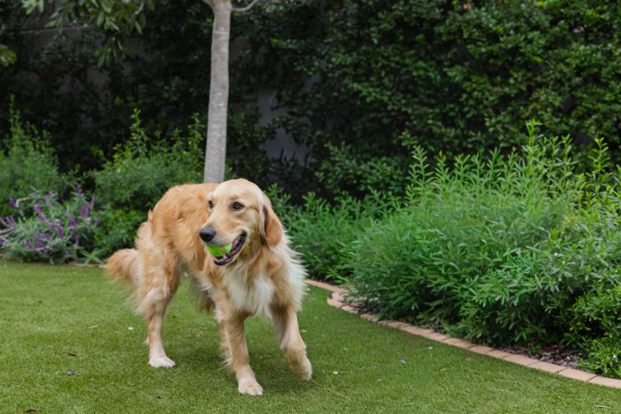 Is Artificial Turf Good For Dogs
