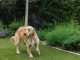 Is Artificial Turf Good For Dogs